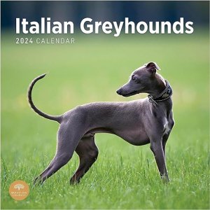 Bright Day ꥢ󥰥쥤ϥ Italian Greyhound