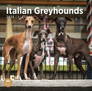Bright Day ꥢ󥰥쥤ϥ Italian Greyhound