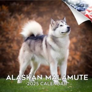MEGA 饹ޥߥ塼 Alaskan Malamutes