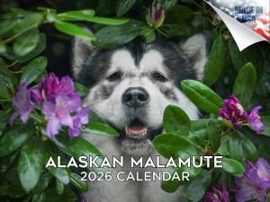 MEGA 饹ޥߥ塼 Alaskan Malamutes