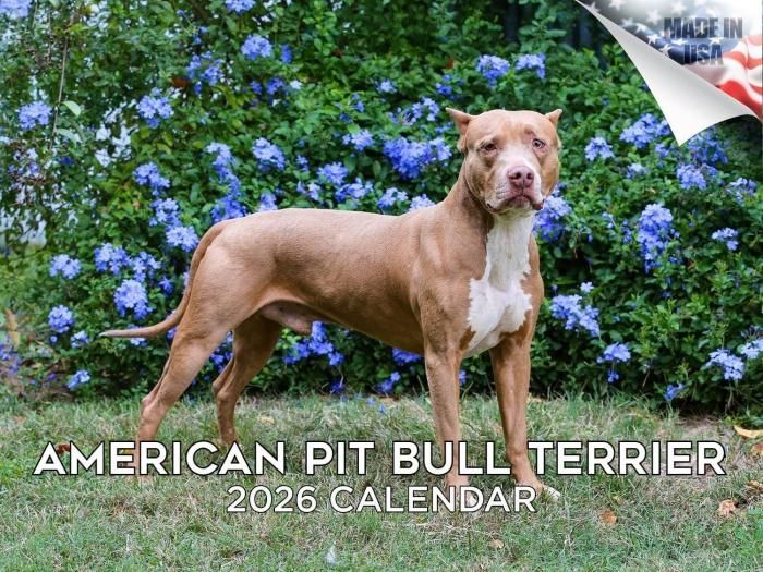 MEGA アメリカンピットブルテリア カレンダー スマイルドッグ★アメリカ直輸入犬用品専門店