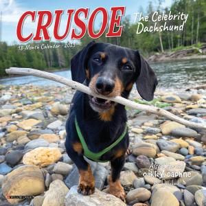 Willow Creek Crusoe the Celebrity Dachshund Mini åեɡڥߥˡۥ