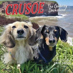 Willow Creek Crusoe the Celebrity Dachshund Mini åեɡڥߥˡۥ