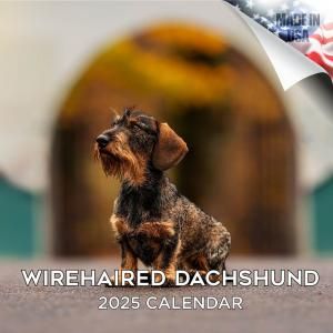 MEGA磻䡼إɥåե Wirehaired Dachshund