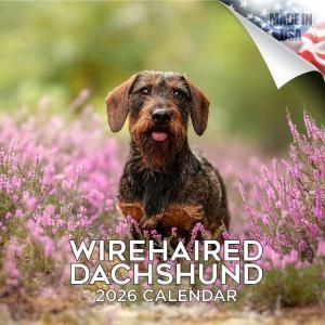 MEGA磻䡼إɥåե Wirehaired Dachshund