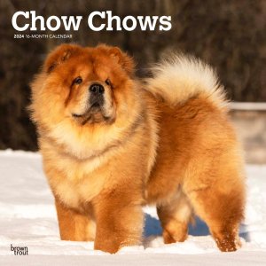 Browntrout㥦㥦--- Chow chow