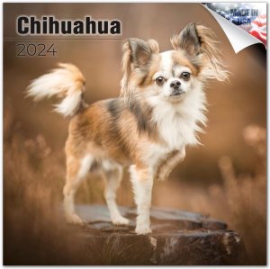 MEGA　チワワ カレンダー　Chihuahua