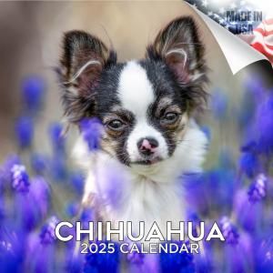 MEGA Chihuahua