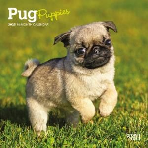 ѥѥԡ PUG Puppiesڥߥˡۥ  --- Browntrout