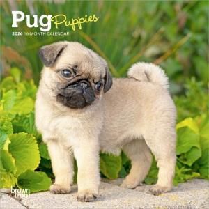 ѥѥԡ PUG Puppiesڥߥˡۥ  --- Browntrout