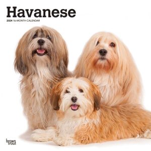 BrowntroutϥХˡ  Havanese