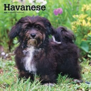 BrowntroutϥХˡ  Havanese