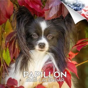 MEGAѥԥ Papillon