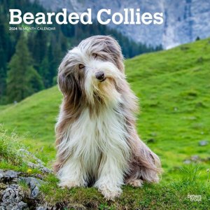 Browntroutӥǥåɥ꡼  Bearded Collie