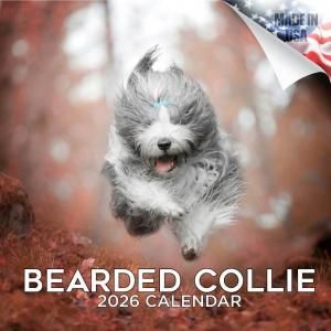 MEGAӥǥåɥ꡼  Bearded Collie