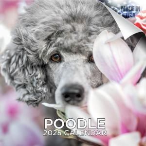 MEGAסɥ  Poodle