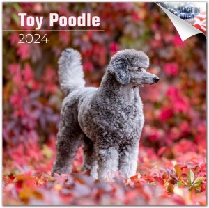 MEGA　トイプードル カレンダー Poodle