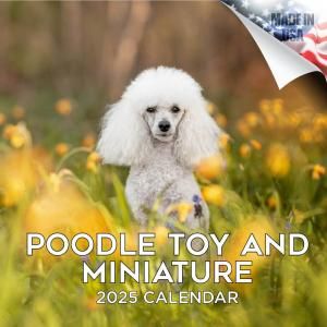 MEGAȥסɥ  Poodle