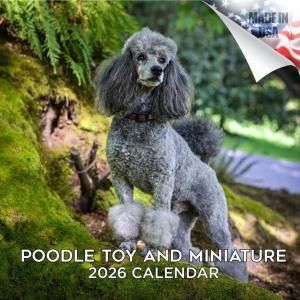 MEGAȥסɥ  Poodle
