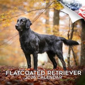 MEGA フラットコーテッドレトリバー カレンダー Flat Coated Retriever