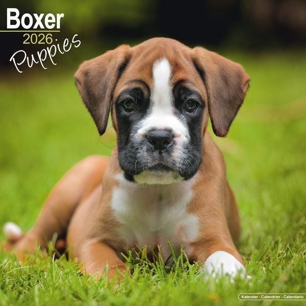 Avonside ボクサー[パピー] カレンダー Boxer puppies スマイルドッグ★アメリカ直輸入犬用品専門店