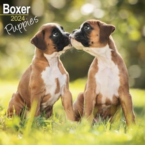 Avonside ボクサー[パピー] カレンダー　Boxer puppies