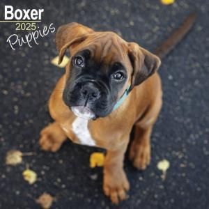 Avonside ܥ[ѥԡ] Boxer puppies