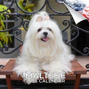 MEGAޥ  Maltese