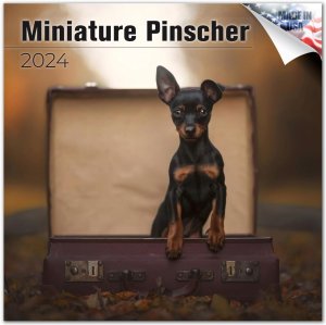 MEGAߥ˥奢ԥ󥷥㡼Miniature Pinscher