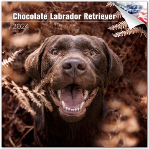 MEGA祳֡ chocolate labrador retriever