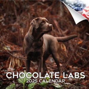 MEGA祳֡ chocolate labrador retriever