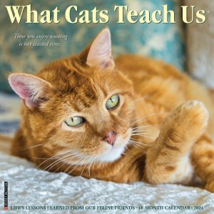 What cats teach us  Willowcreek
