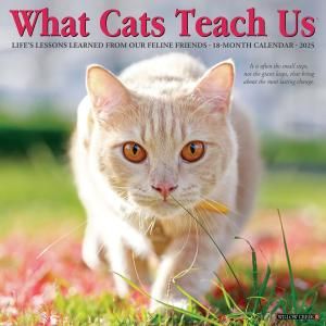 What cats teach us  Willowcreek