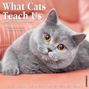 What cats teach us  Willowcreek