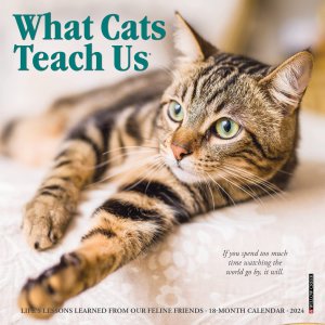 What cats teach usڥߥˡۥ willow creek