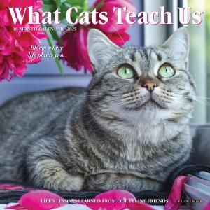 What cats teach usڥߥˡۥ willow creek