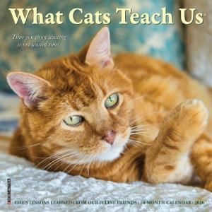 What cats teach usڥߥˡۥ willow creek