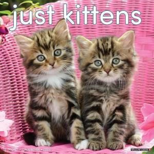 JUST Kittens  Willow creek