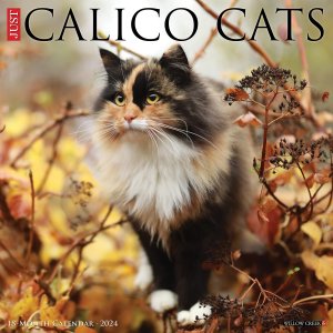 JUST Calico Cats ǭ Willow creek