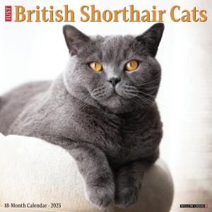 JUST British Shorthair Cats ֥ƥå奷硼ȥإ  Willowcreek