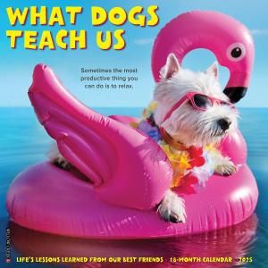 What Dogs Teach Us ᤯ꥫ