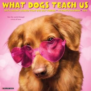 What Dogs Teach Us ᤯ꥫ