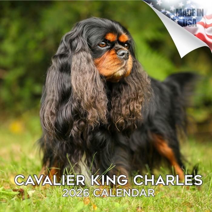 MEGA キャバリアキングチャールズスパニエル カレンダー Cavalier king