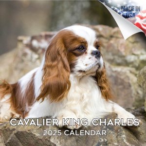 MEGAХꥢ󥰥㡼륺ѥ˥  Cavalier king charles spaniels