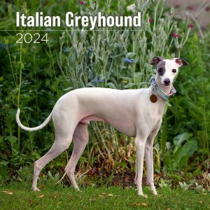 MEGAꥢ󥰥쥤ϥ Italian Greyhound