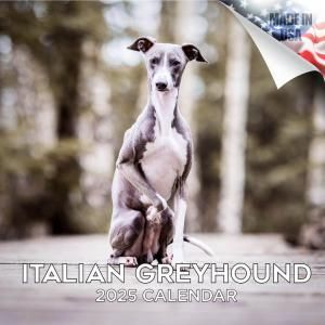 MEGAꥢ󥰥쥤ϥ Italian Greyhound