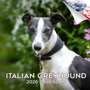MEGAꥢ󥰥쥤ϥ Italian Greyhound