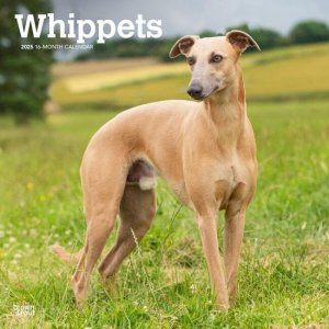 Browntroutڥå Whippet 