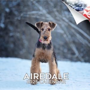 Megaǡƥꥢ ---AIREDALE