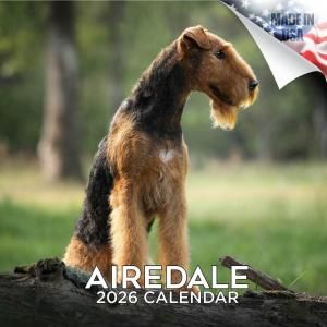 Megaǡƥꥢ ---AIREDALE